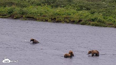 Kodiak Alaska Brown Bears Live Webcam - Aug 7, 2026, 8:36am AKDT