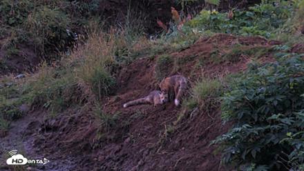 Kodiak Alaska Brown Bears Live Webcam - Aug 12, 2026, 6:33am AKDT