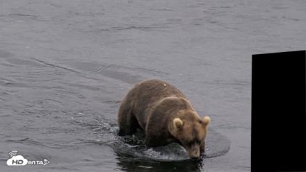 Kodiak Alaska Brown Bears Live Webcam - Aug 3, 2026, 6:46am AKDT