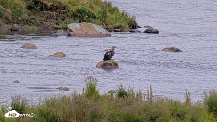 Kodiak Alaska Brown Bears Live Webcam - Aug 12, 2026, 5:50pm AKDT