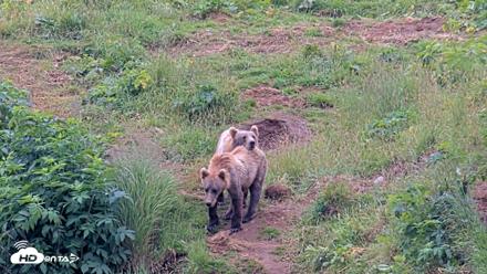 Kodiak Alaska Brown Bears Live Webcam - Aug 7, 2026, 12:28pm AKDT
