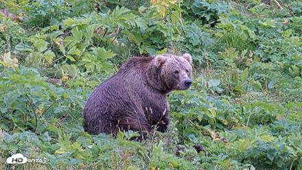 Kodiak Alaska Brown Bears Live Webcam - Aug 18, 2026, 4:19pm AKDT
