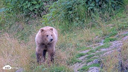 Kodiak Alaska Brown Bears Live Webcam - Aug 10, 2026, 5:56pm AKDT