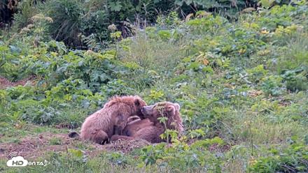 Kodiak Alaska Brown Bears Live Webcam - Aug 6, 2026, 6:07pm AKDT