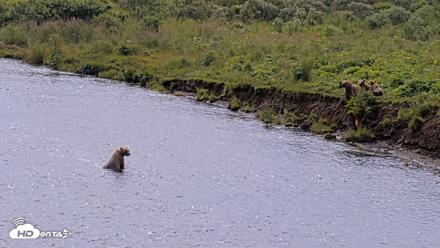 Kodiak Alaska Brown Bears Live Webcam - Aug 9, 2026, 12:30pm AKDT
