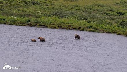 Kodiak Alaska Brown Bears Live Webcam - Aug 7, 2026, 10:02am AKDT