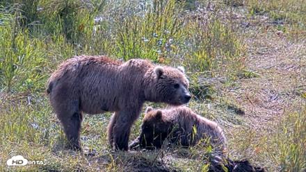 Kodiak Alaska Brown Bears Live Webcam - Aug 1, 2026, 12:01pm AKDT