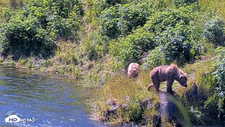 Kodiak Alaska Brown Bears Live Webcam - Jul 26, 2026, 12:36pm AKDT
