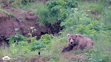 Kodiak Alaska Brown Bears Live Webcam - Jul 27, 2026, 8:29am AKDT