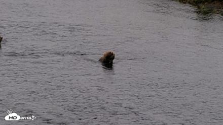 Kodiak Alaska Brown Bears Live Webcam - Aug 18, 2026, 7:29am AKDT