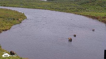 Kodiak Alaska Brown Bears Live Webcam - Aug 10, 2026, 11:03am AKDT