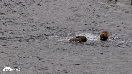 Kodiak Alaska Brown Bears Live Webcam - Aug 3, 2026, 6:40am AKDT