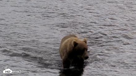 Kodiak Alaska Brown Bears Live Webcam - Aug 21, 2026, 12:51pm AKDT