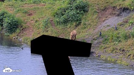 Kodiak Alaska Brown Bears Live Webcam - Aug 2, 2026, 9:54am AKDT