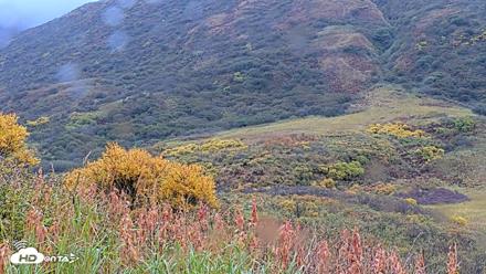 Kodiak Alaska Brown Bears Live Webcam - Oct 4, 2026, 5:26pm AKDT