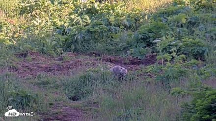 Kodiak Alaska Brown Bears Live Webcam - Jul 24, 2026, 7:31pm AKDT