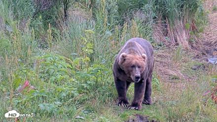 Kodiak Alaska Brown Bears Live Webcam - Aug 7, 2026, 5:19pm AKDT