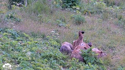 Kodiak Alaska Brown Bears Live Webcam - Aug 2, 2026, 1:42pm AKDT