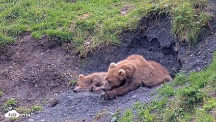 Kodiak Alaska Brown Bears Live Webcam - Aug 22, 2026, 3:23pm AKDT