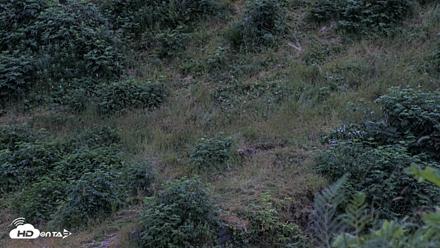 Kodiak Alaska Brown Bears Live Webcam - Aug 5, 2026, 6:03am AKDT