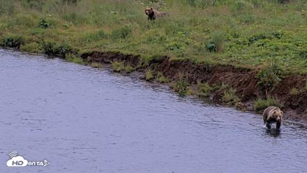 Kodiak Alaska Brown Bears Live Webcam - Aug 10, 2026, 7:44pm AKDT
