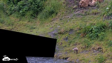 Kodiak Alaska Brown Bears Live Webcam - Jul 19, 2026, 2:55pm AKDT