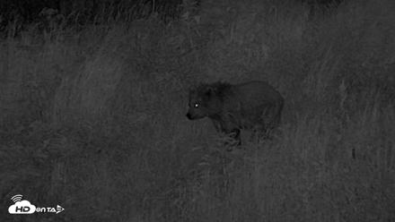 Kodiak Alaska Brown Bears Live Webcam - Aug 2, 2026, 11:17pm AKDT