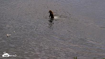 Kodiak Alaska Brown Bears Live Webcam - Aug 20, 2026, 8:21pm AKDT