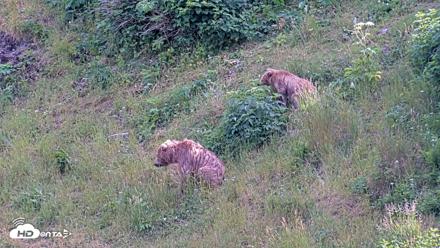 Kodiak Alaska Brown Bears Live Webcam - Aug 1, 2026, 6:11pm AKDT