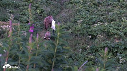 Kodiak Alaska Brown Bears Live Webcam - Jul 29, 2026, 11:09pm AKDT