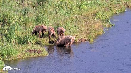 Kodiak Alaska Brown Bears Live Webcam - Jul 28, 2026, 6:57pm AKDT