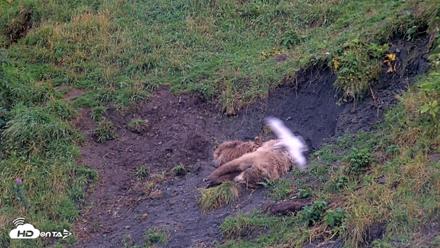 Kodiak Alaska Brown Bears Live Webcam - Aug 13, 2026, 7:32pm AKDT