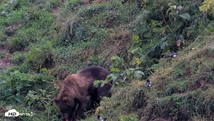 Kodiak Alaska Brown Bears Live Webcam - Aug 17, 2026, 8:24am AKDT