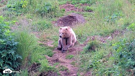 Kodiak Alaska Brown Bears Live Webcam - Aug 6, 2026, 5:08pm AKDT