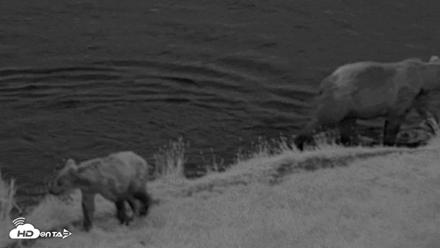 Kodiak Alaska Brown Bears Live Webcam - Aug 21, 2026, 6:38am AKDT