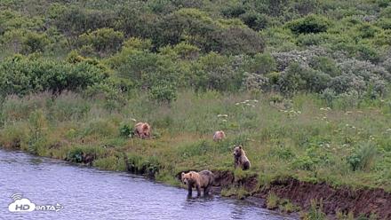 Kodiak Alaska Brown Bears Live Webcam - Aug 6, 2026, 7:15pm AKDT