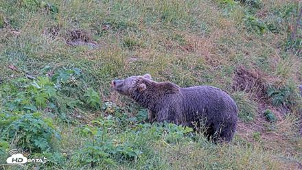 Kodiak Alaska Brown Bears Live Webcam - Aug 7, 2026, 9:57am AKDT