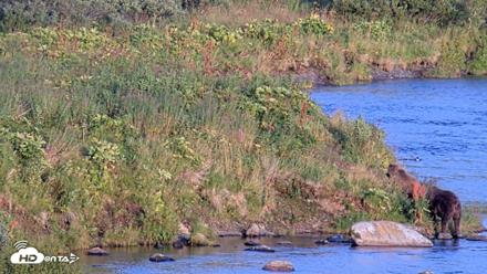 Kodiak Alaska Brown Bears Live Webcam - Aug 29, 2026, 8:01pm AKDT