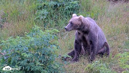Kodiak Alaska Brown Bears Live Webcam - Aug 3, 2026, 5:28pm AKDT