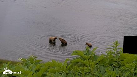 Kodiak Alaska Brown Bears Live Webcam - Jul 12, 2026, 2:03pm AKDT