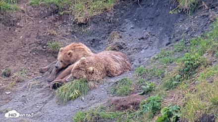 Kodiak Alaska Brown Bears Live Webcam - Aug 9, 2026, 5:32pm AKDT