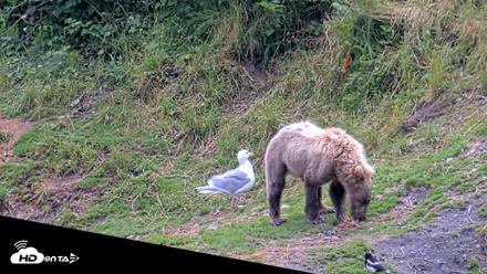 Kodiak Alaska Brown Bears Live Webcam - Aug 4, 2026, 4:06pm AKDT