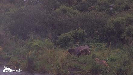 Kodiak Alaska Brown Bears Live Webcam - Aug 16, 2026, 7:49am AKDT