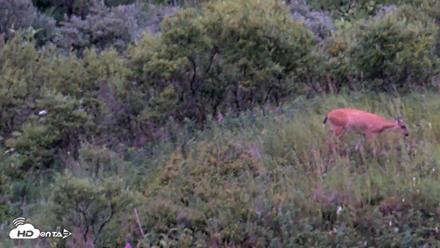 Kodiak Alaska Brown Bears Live Webcam - Aug 15, 2026, 9:57pm AKDT