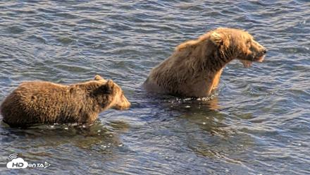 Kodiak Alaska Brown Bears Live Webcam - Aug 23, 2026, 4:55pm AKDT
