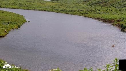 Kodiak Alaska Brown Bears Live Webcam - Jul 20, 2026, 5:33pm AKDT