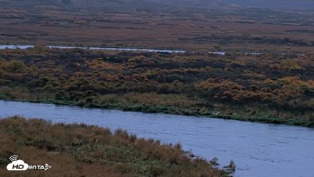 Kodiak Alaska Brown Bears Live Webcam - Oct 5, 2026, 8:20am AKDT