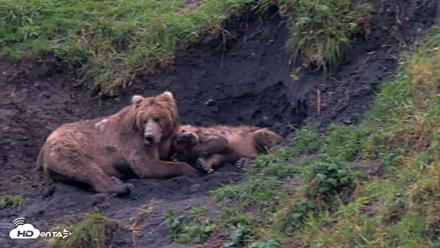 Kodiak Alaska Brown Bears Live Webcam - Aug 17, 2026, 7:09pm AKDT