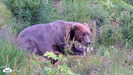 Kodiak Alaska Brown Bears Live Webcam - Aug 11, 2026, 6:08pm AKDT