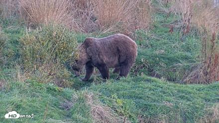 Kodiak Alaska Brown Bears Live Webcam - Oct 1, 2026, 7:12pm AKDT